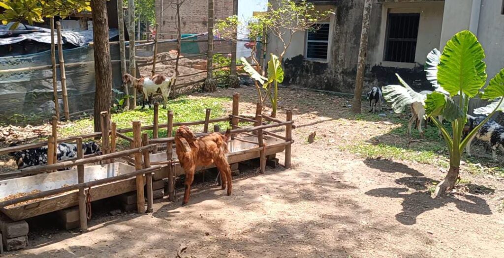 দুয়ারে ছাগল