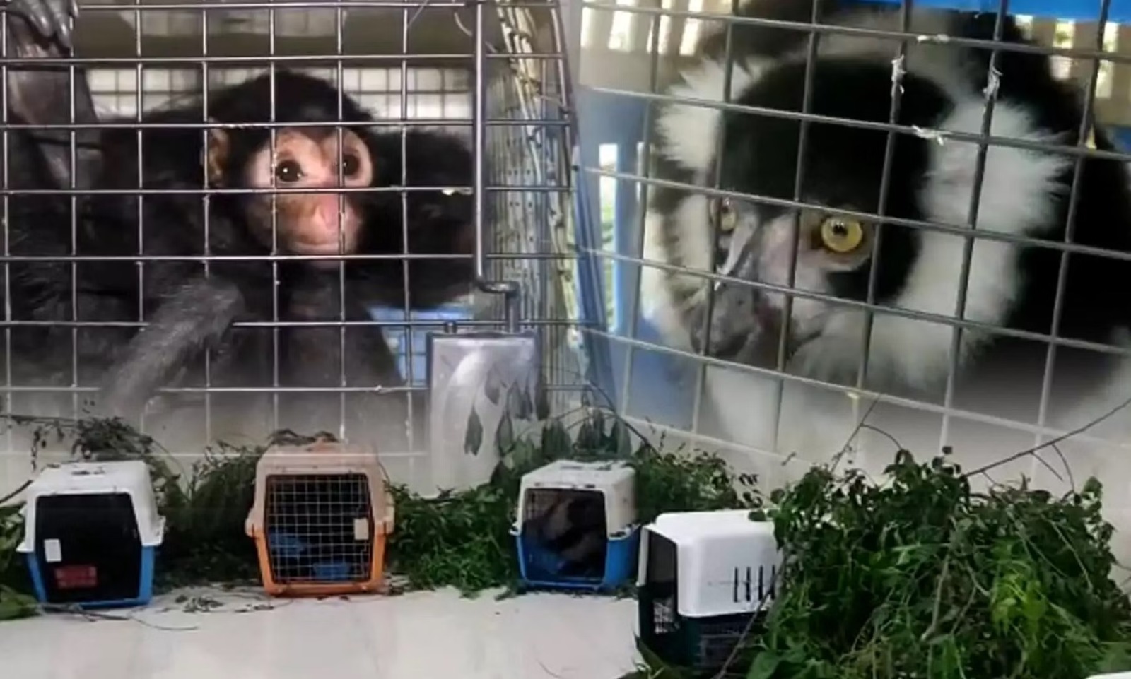 অসামে ফের উদ্ধার হল স্পাইডার বানর