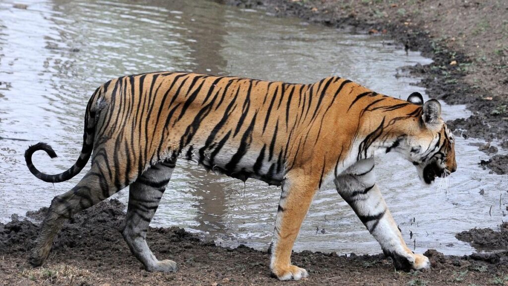 গরমে কাহিল দক্ষিণ রায়ও