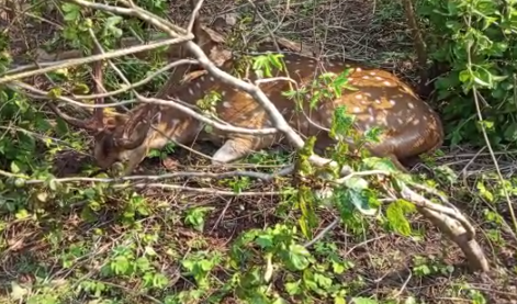 নয়াগ্রামের মধ্যমপাড়া এলাকা থেকে উদ্ধার একটি হরিণ