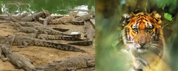 প্রতিমা