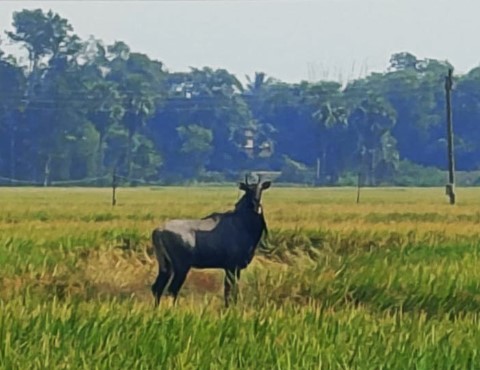 চন্দ্রকোনা