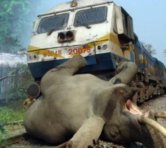 ট্রেনের