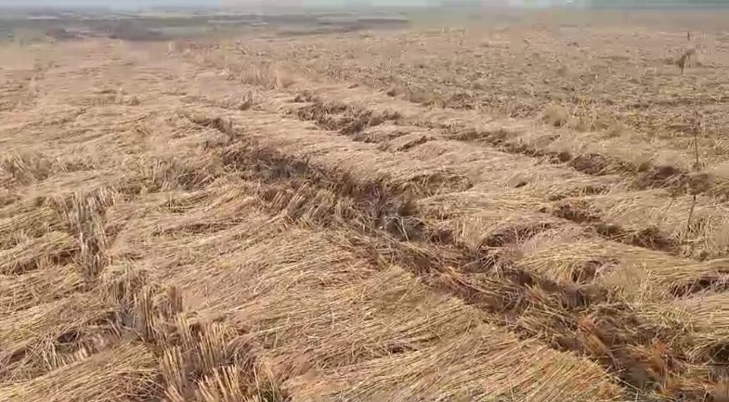 চাষিদের