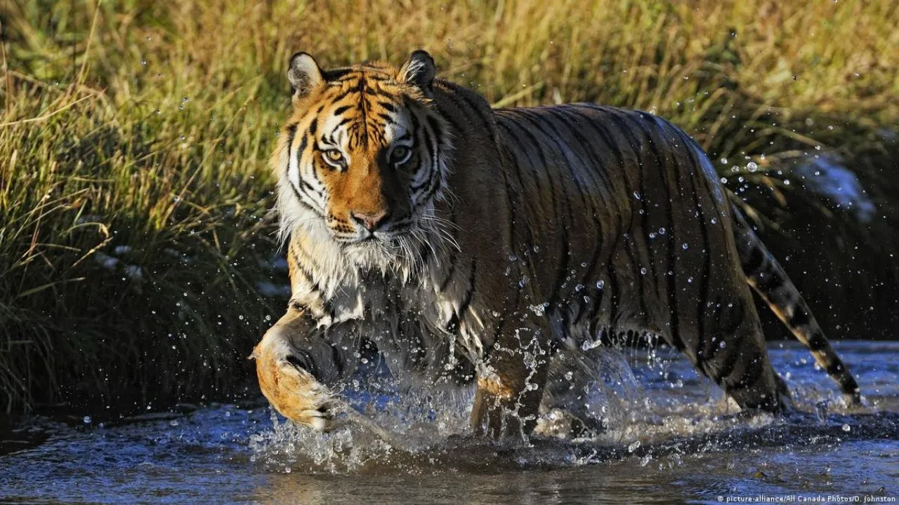 Fisherman killed in tiger attack in Sundarban