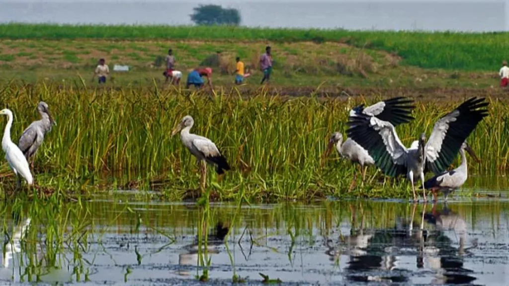 Banshdah bill pending inclusion in Srirampur's bird sanctuary list