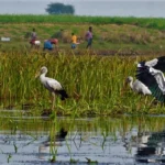 Banshdah bill pending inclusion in Srirampur's bird sanctuary list