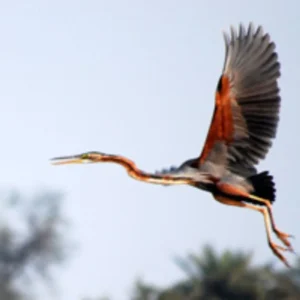 Srirampur's bird sanctuary