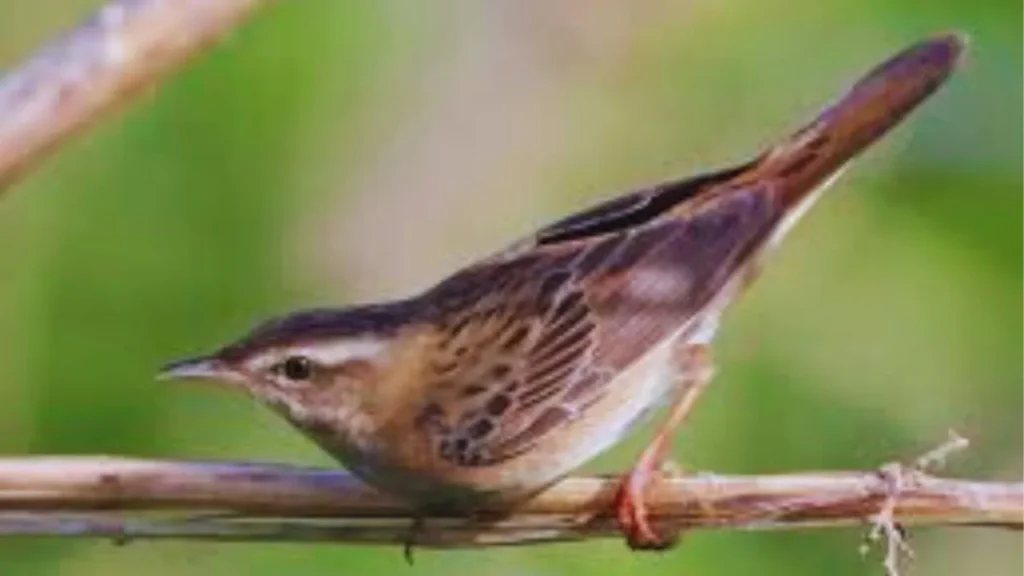 A rare migratory bird was seen in New Town