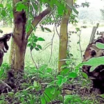 Three Maoists killed in Chhattisgarh army-Maoist gunfight