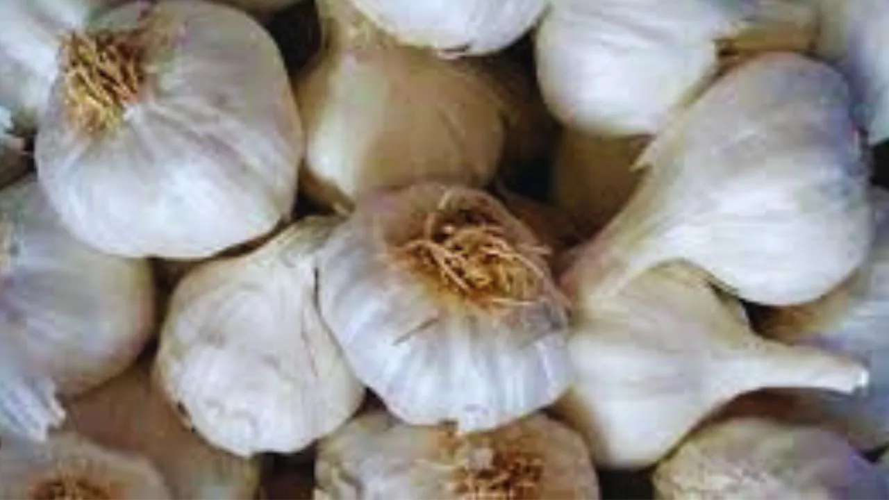 Price Rise Of Garlic In Market