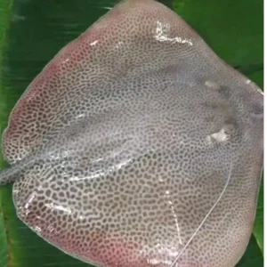 shonkor fish 