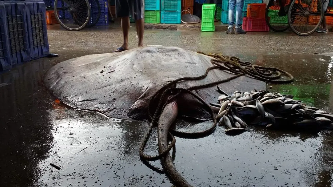 giant shonkor fish found at kankdwip