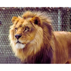 human dead in zoo due to lion;s attack