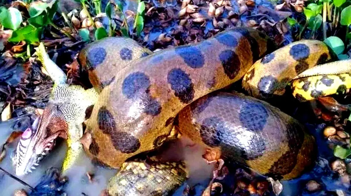 Green anaconda in the Ecuadorian Amazon