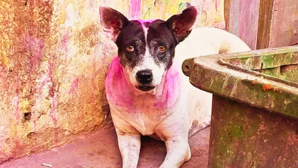 Painting stray dogs can result in severe punishment