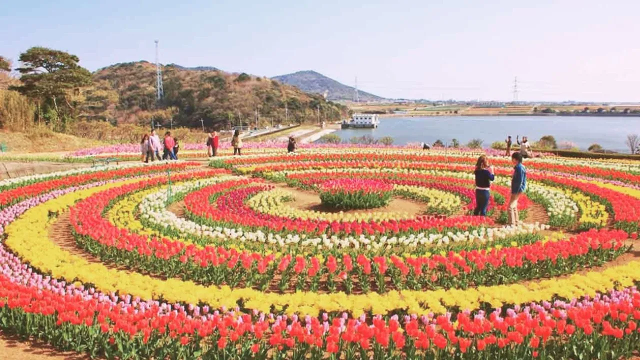 Good news for tourists! Tulip garden of Kashmir is opening