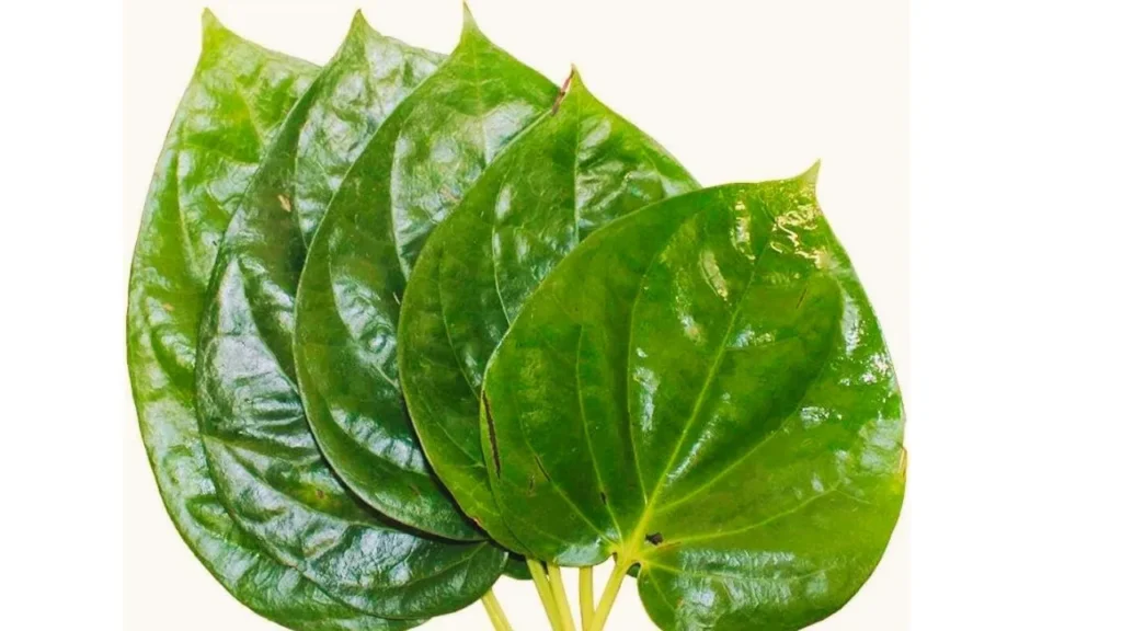 pan PATA
