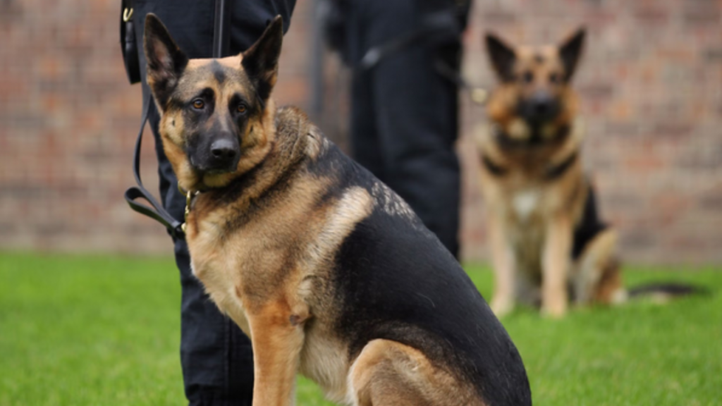 sniffer dog at sandeshkhali