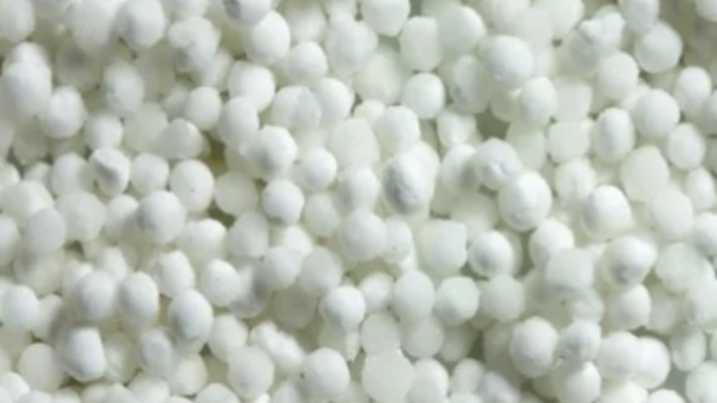 sago-seed-image