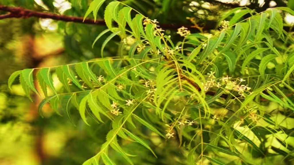 astro tips neem