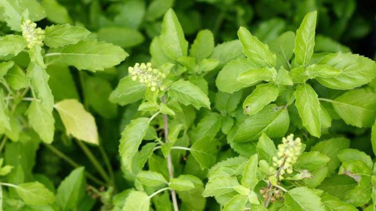 tulsi tips photo