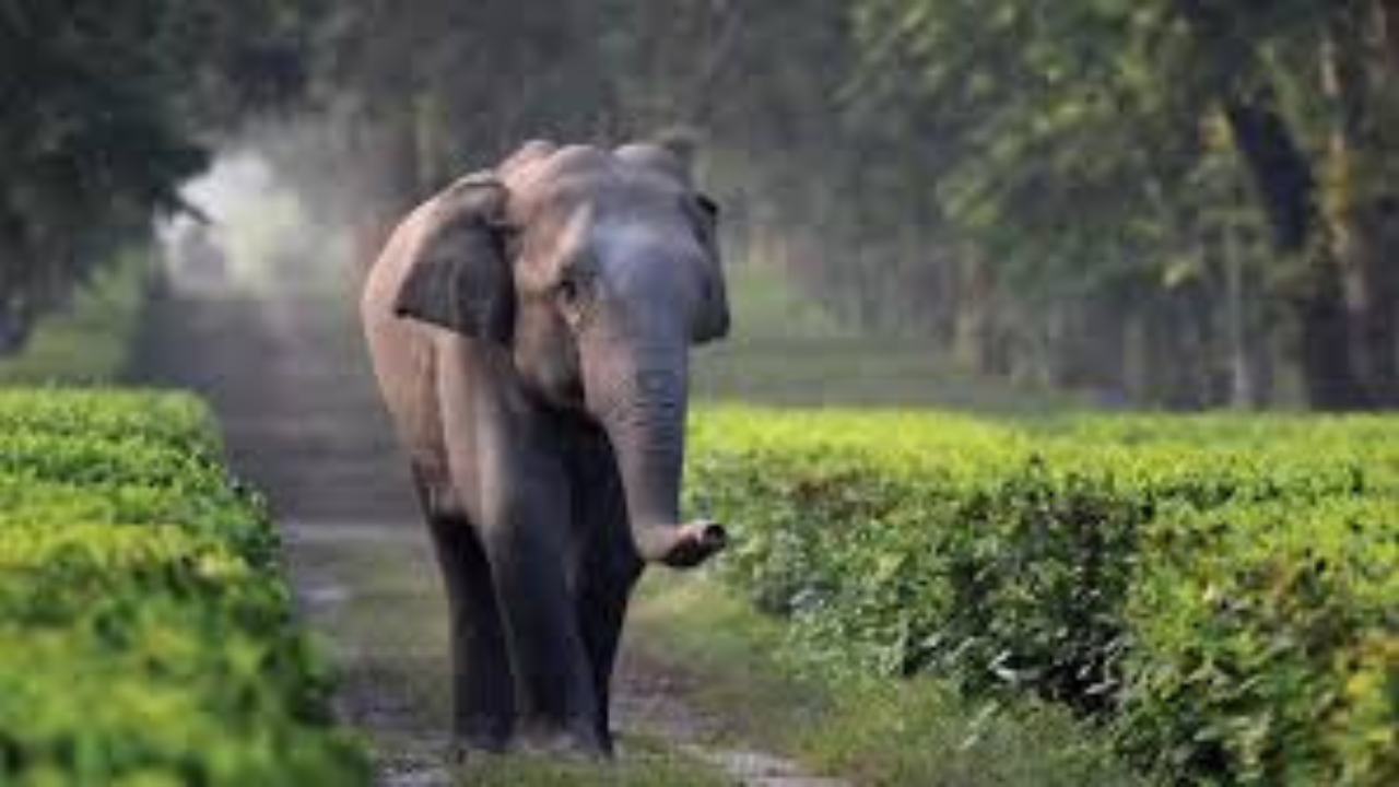 elephant photo