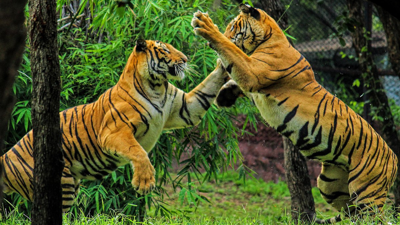 royal bengal tiger