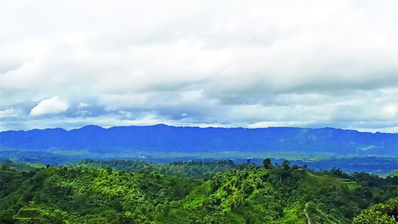 hilli forest damal pahar