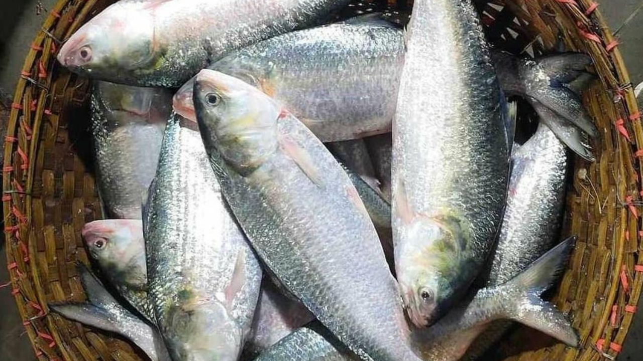 hilsa fish