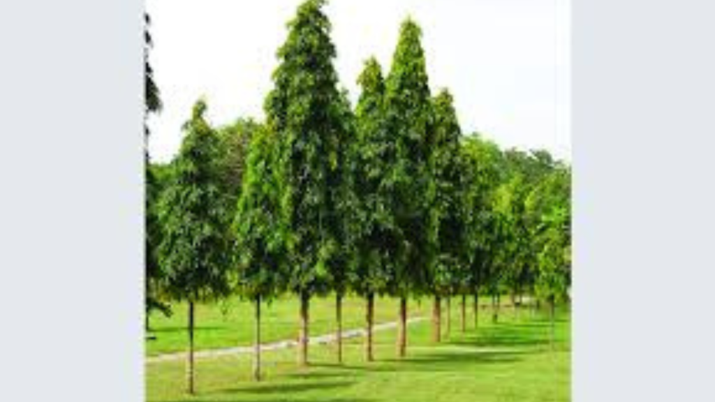দেবদারু গাছ