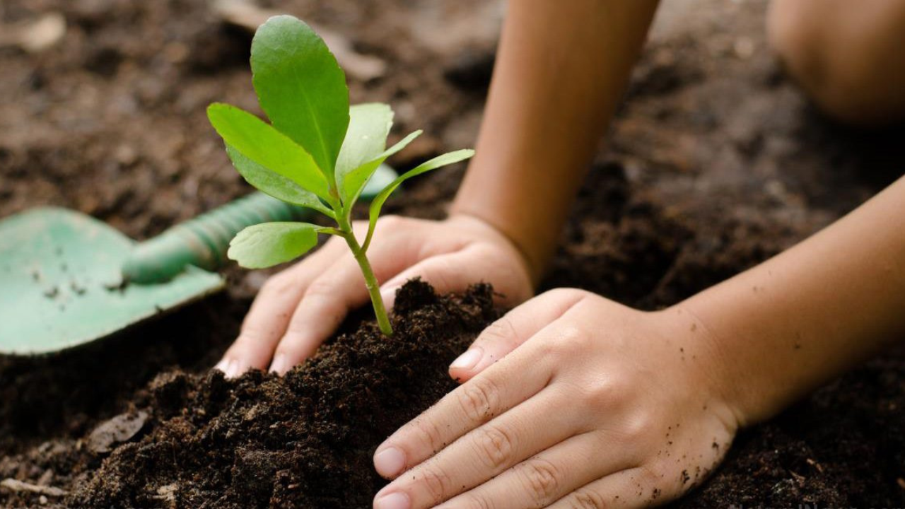 kolkata-planting-trees-reduce-pollution