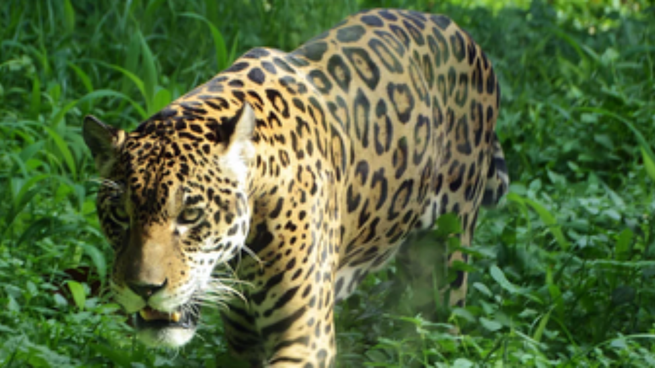 tamil-nadu-leopard-area