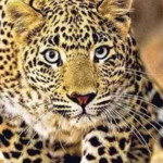 udaipur-leopard-attack-anxiety