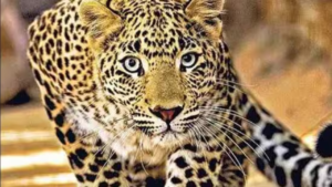 udaipur-leopard-attack-anxiety