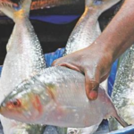 ilish-export-bangladesh