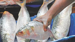 ilish-export-bangladesh