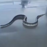 hugli-snake-scare-floo