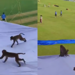 monkey-solution-kanpur-test-match