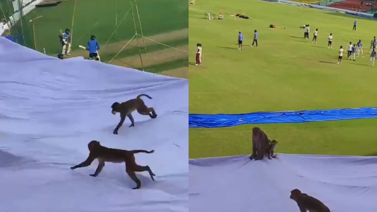 monkey-solution-kanpur-test-match