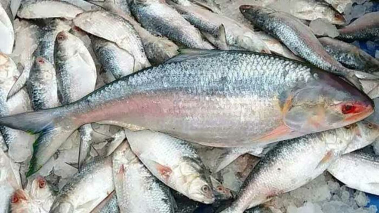 no-padma-ilish-for-west-bengal-this-durga-puja