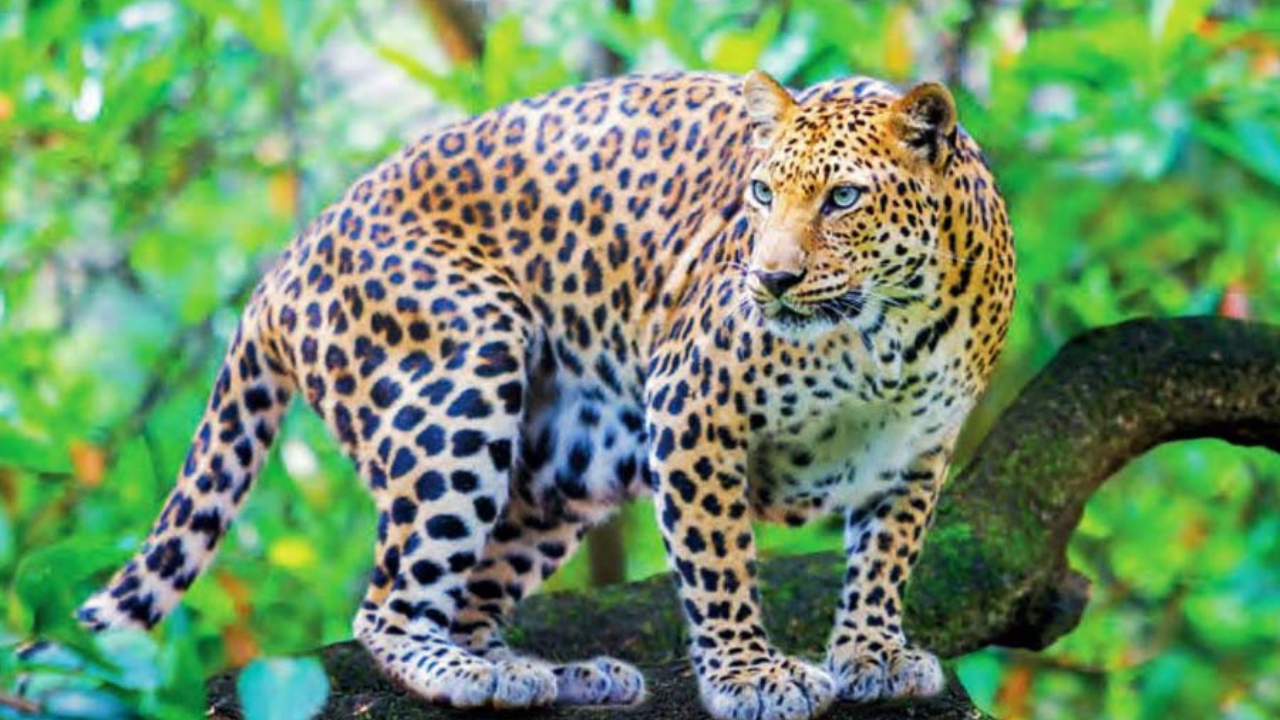 bahraich-new-anxiety-leopard-sighting