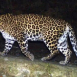 man-eater-leopard-captured-rajasthan