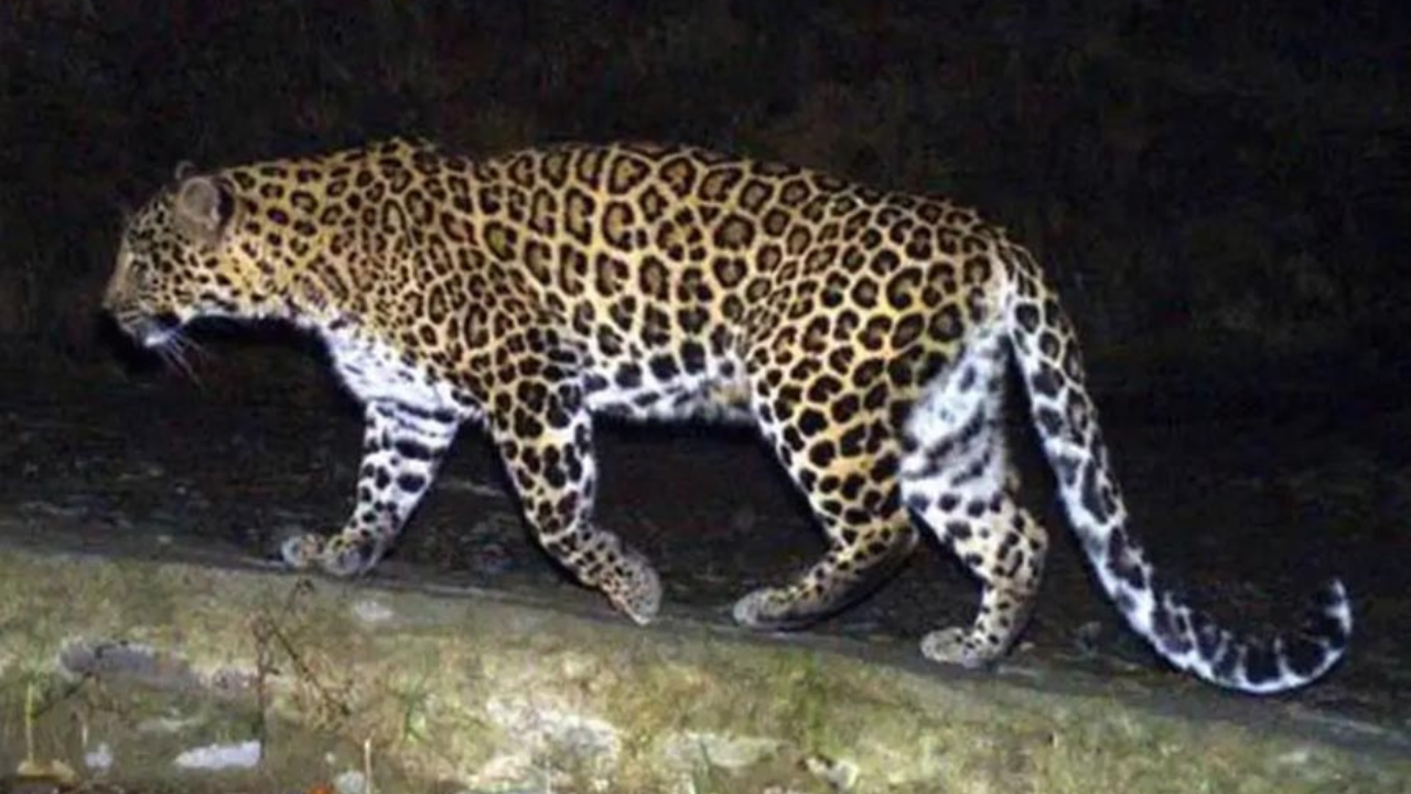 man-eater-leopard-captured-rajasthan