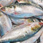 bangladesh-soujaner-ilish-export-decision