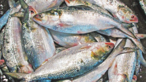 bangladesh-soujaner-ilish-export-decision