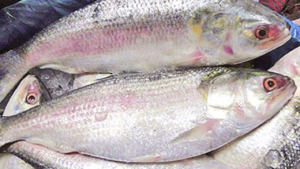 bangladeshi ilish