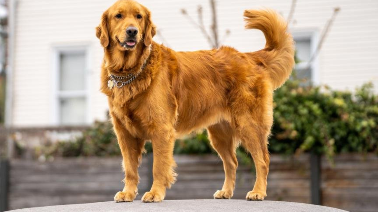 kolkata-high-court-pet-trade-laws-violations