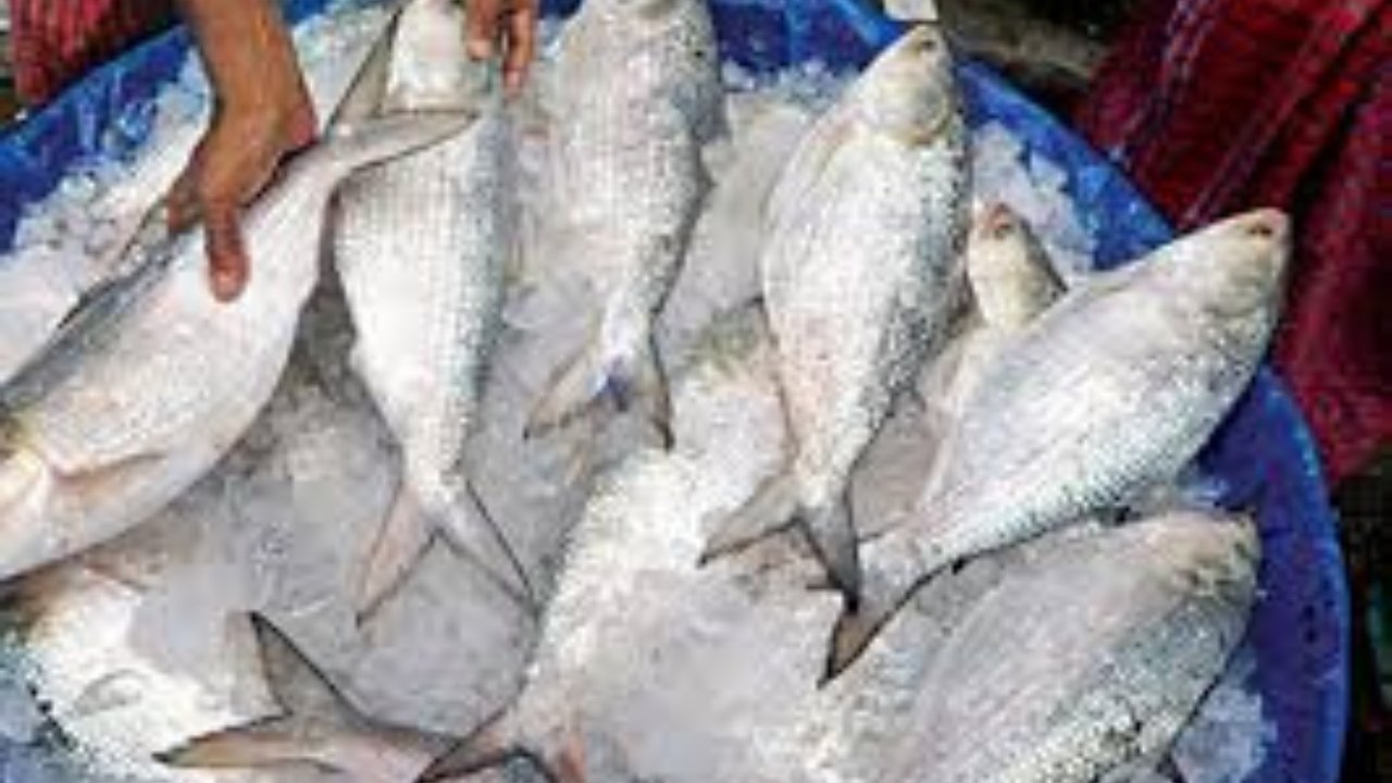 damodar-river-ilish-fish-comeback-20-years