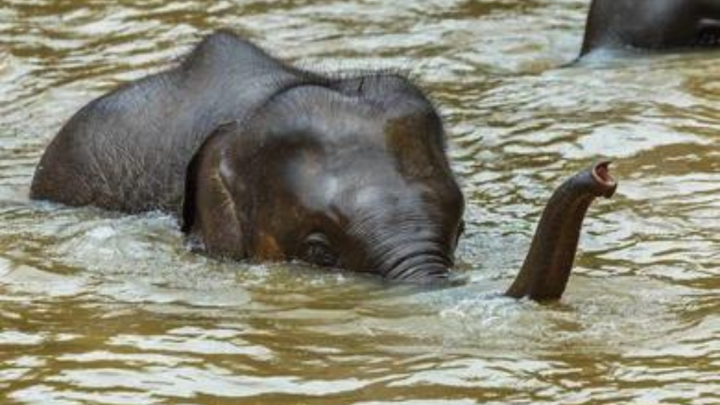 rescue-baby-elephant-jaladhaka-river